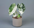 Alocasia Frydek Variegata - panaschierte Zimmerpflanze mit reinweißem Muster
