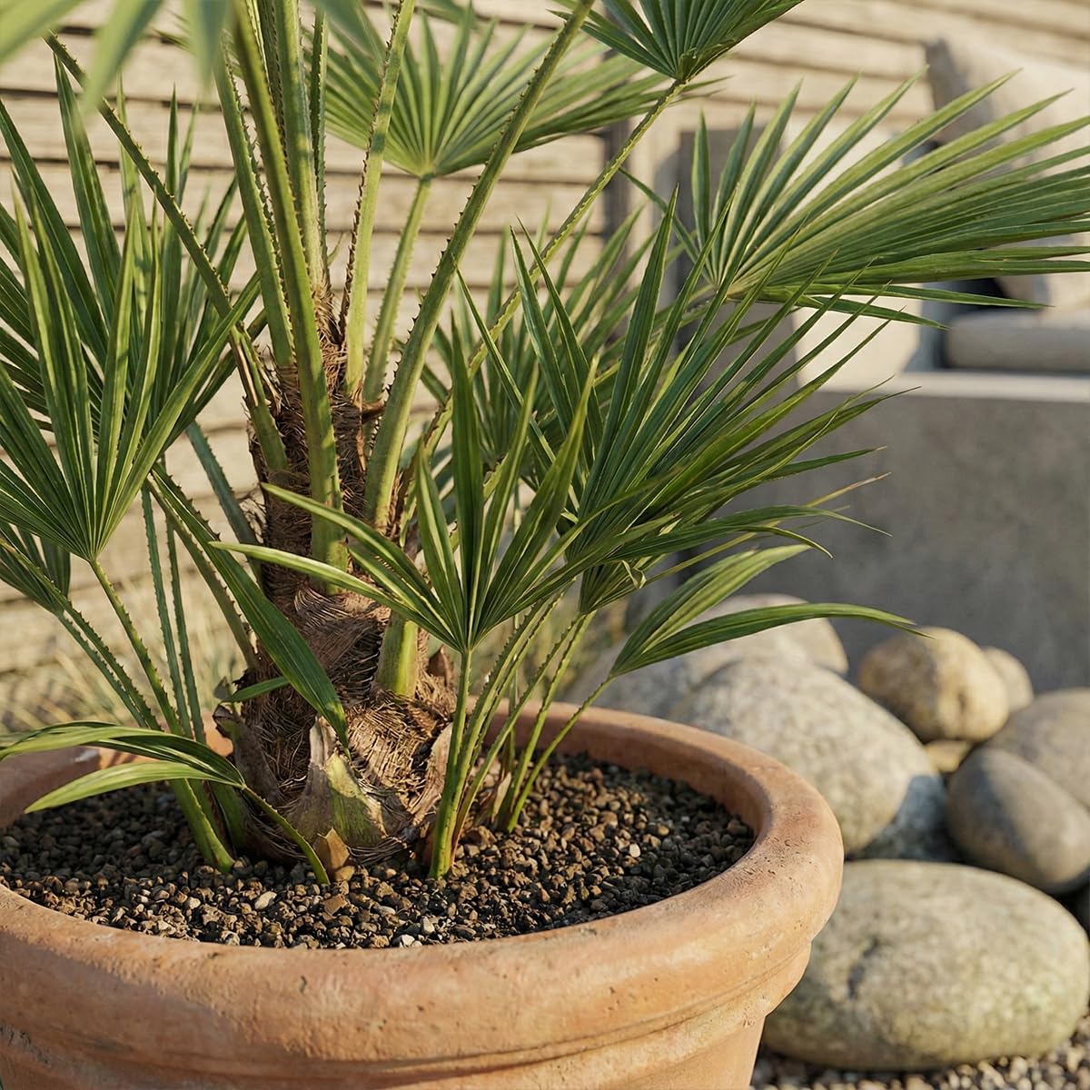 Washingtonia Robusta - Mexikanische Fächerpalme