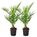Phoenix Canariensis - Kanarische Dattelpalme