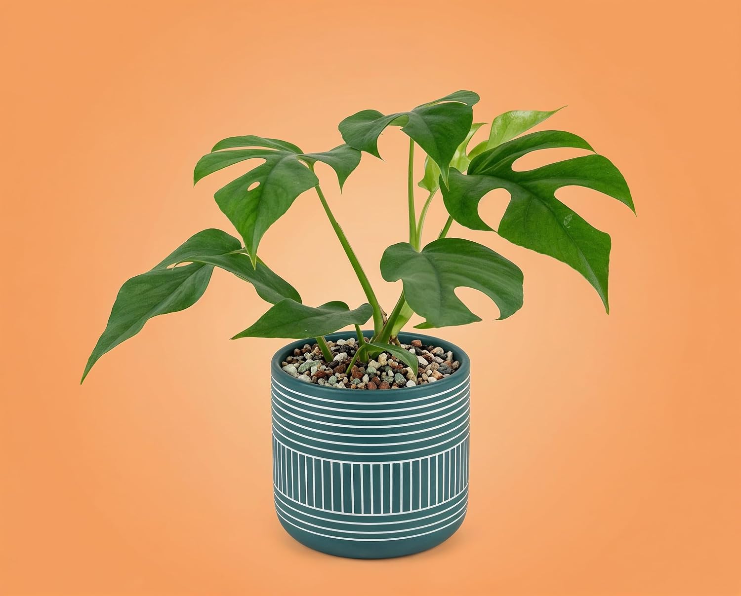 Monstera minima Zwerg-Fensterblatt - kompakte Zimmerpflanze mit gefiederten Blättern