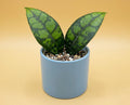 Hoya callistophylla Black Cat - seltene Hoya mit fast schwarzem Adernetz