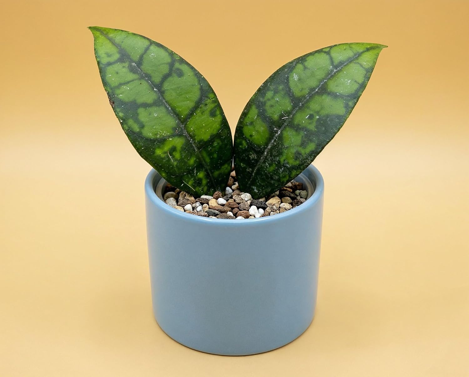 Hoya callistophylla Black Cat - seltene Hoya mit fast schwarzem Adernetz