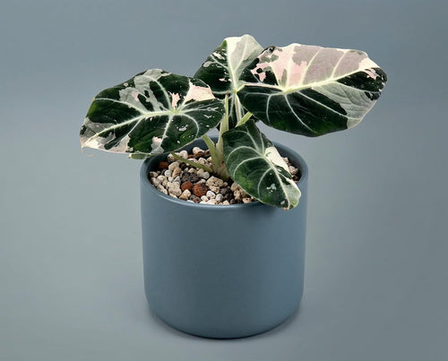 Alocasia Black Velvet Pink Variegata - panaschierte Zimmerpflanze mit samtschwarzen Blättern & rosa Muster