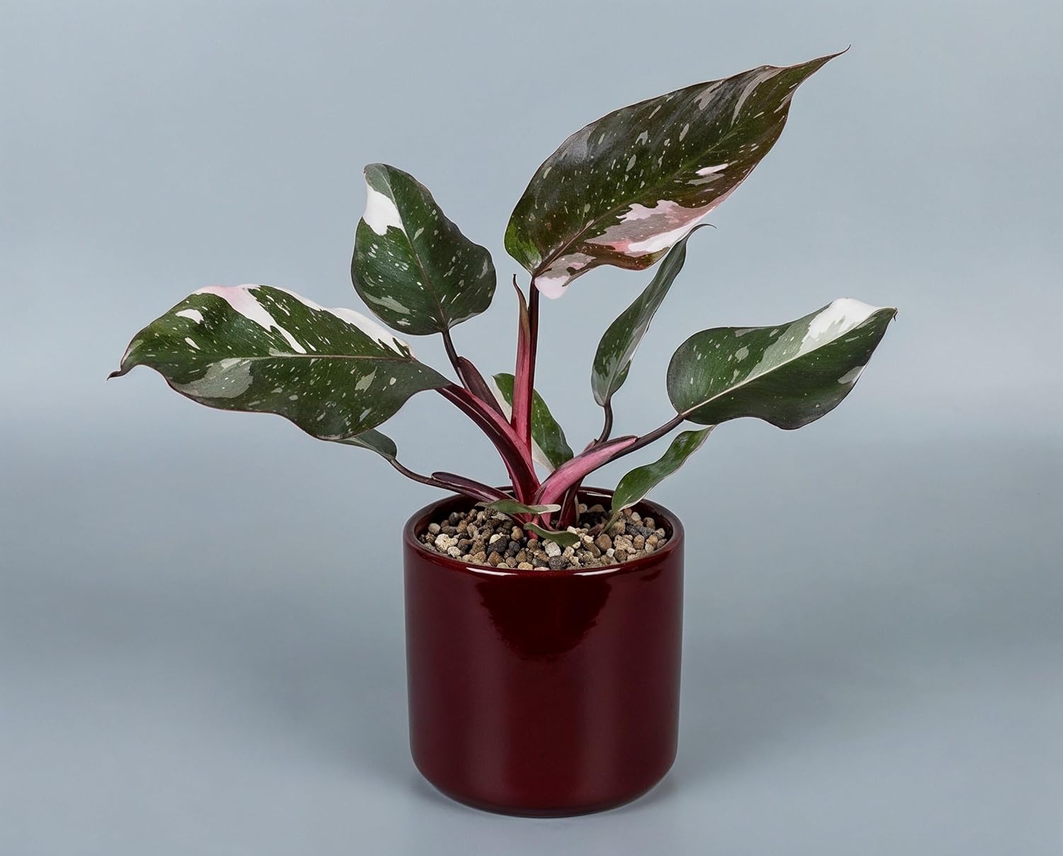 Philodendron Red Anderson Zimmerpflanze Variegata - Seltener panaschierter Sammler-Kultivar mit weiß-grünen Blättern & magentaroten Blattstielen