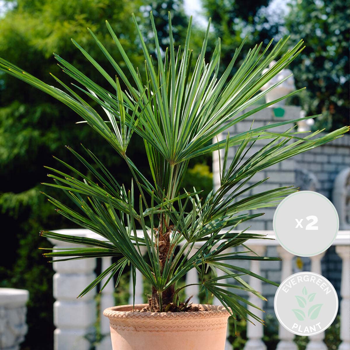 Washingtonia Robusta - Mexikanische Fächerpalme