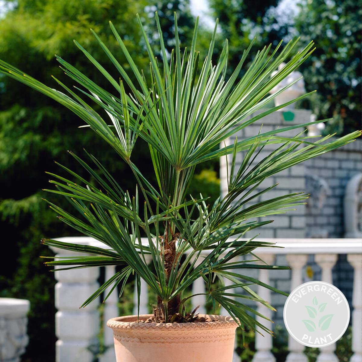 Washingtonia Robusta - Mexikanische Fächerpalme