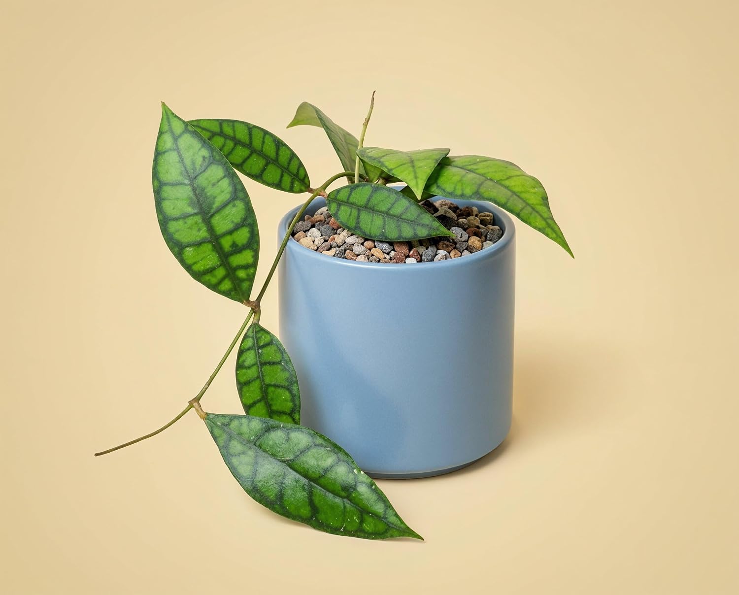 Hoya callistophylla Black Cat - seltene Hoya mit fast schwarzem Adernetz