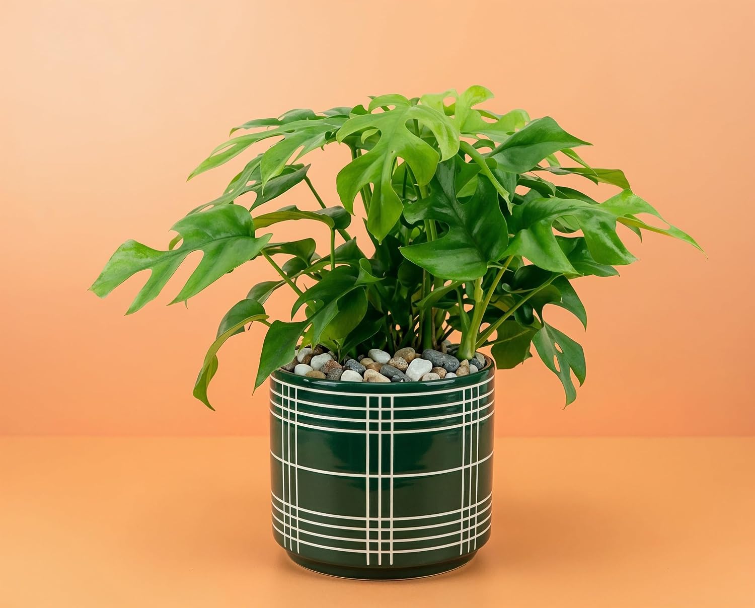 Monstera minima Zwerg-Fensterblatt - kompakte Zimmerpflanze mit gefiederten Blättern