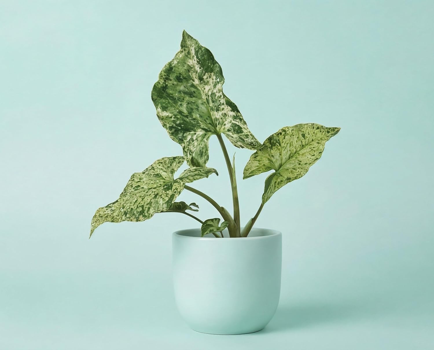 Syngonium Mottled - Panaschierte Kletterpflanze mit variabler Weiß-Grün Musterung