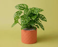 Monstera obliqua - Zimmerpflanze mit extrem gelochten Blättern