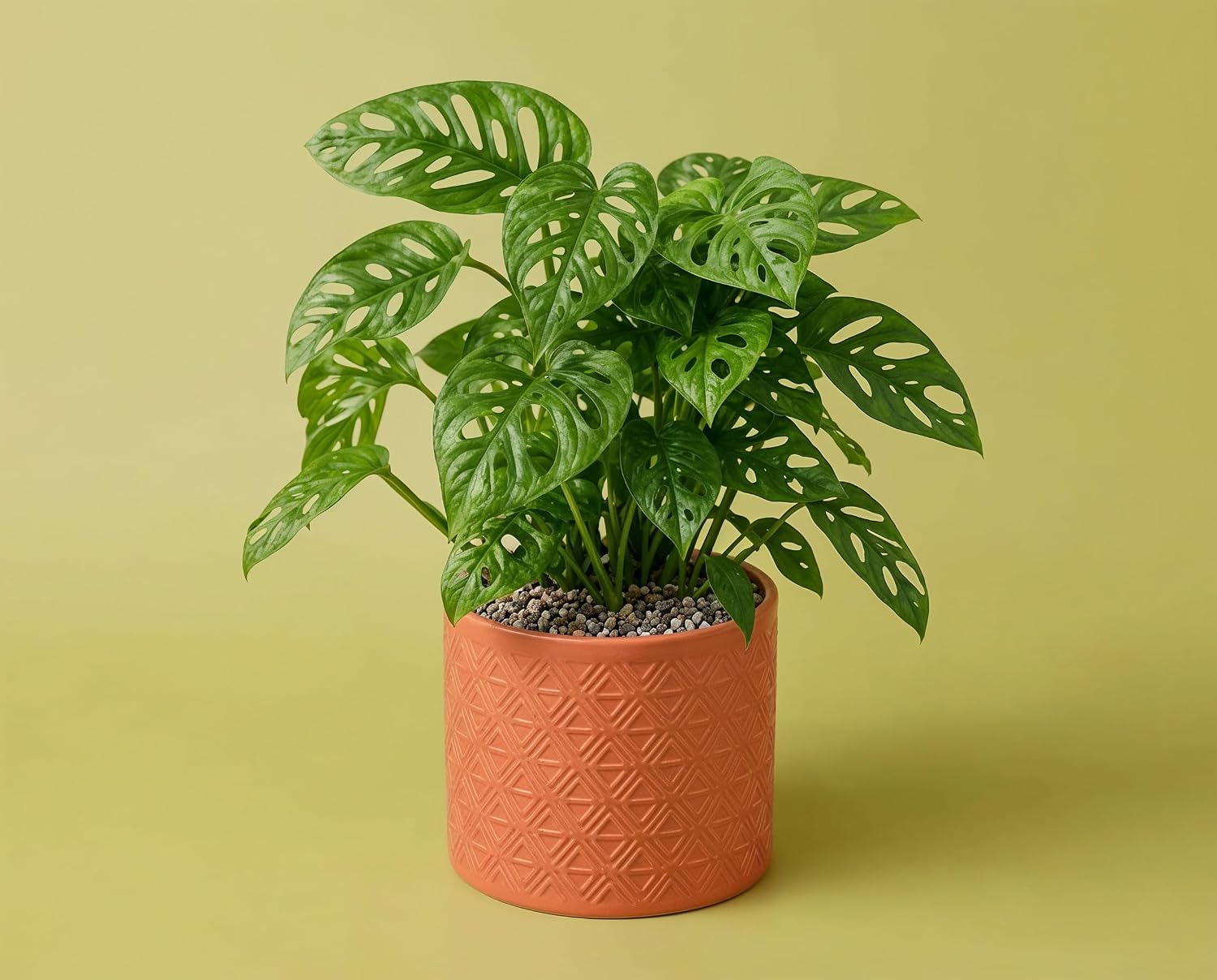 Monstera obliqua - Zimmerpflanze mit extrem gelochten Blättern
