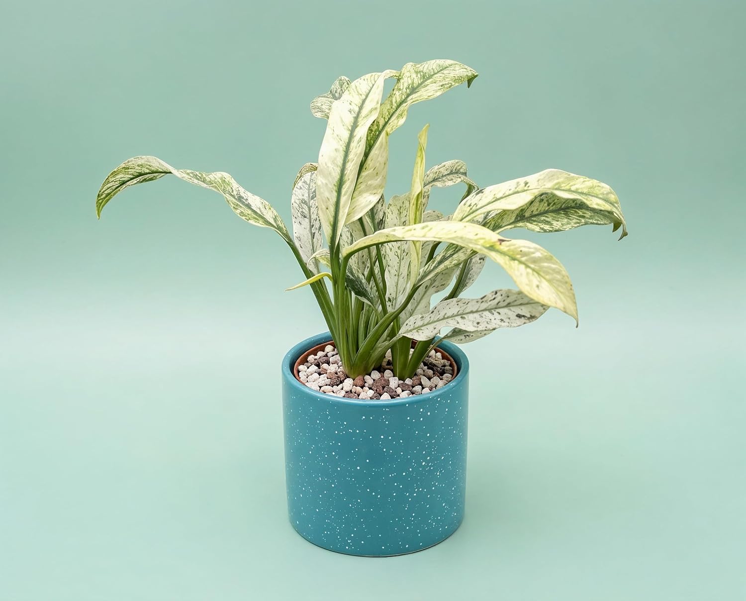 Rhaphidophora puberula Variegata - panaschierte Zimmerpflanze mit gelbgrünem Muster