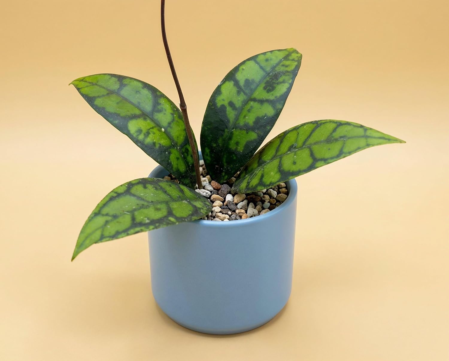 Hoya callistophylla Black Cat - seltene Hoya mit fast schwarzem Adernetz