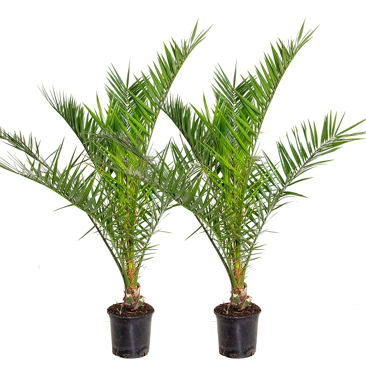 Phoenix Canariensis - Kanarische Dattelpalme