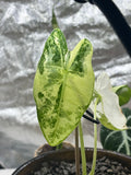 Alocasia micholitziana ‘Frydek’ Variegata | Variegata entwickelt sich | entscheidendes 3. Blatt kommt noch