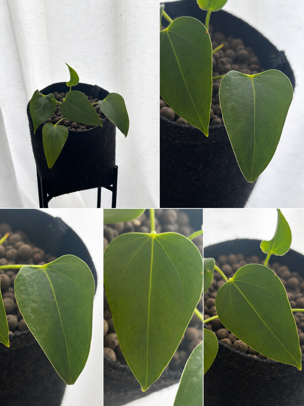 Philodendron Hederaceum - Handgezogene Jungpflanze