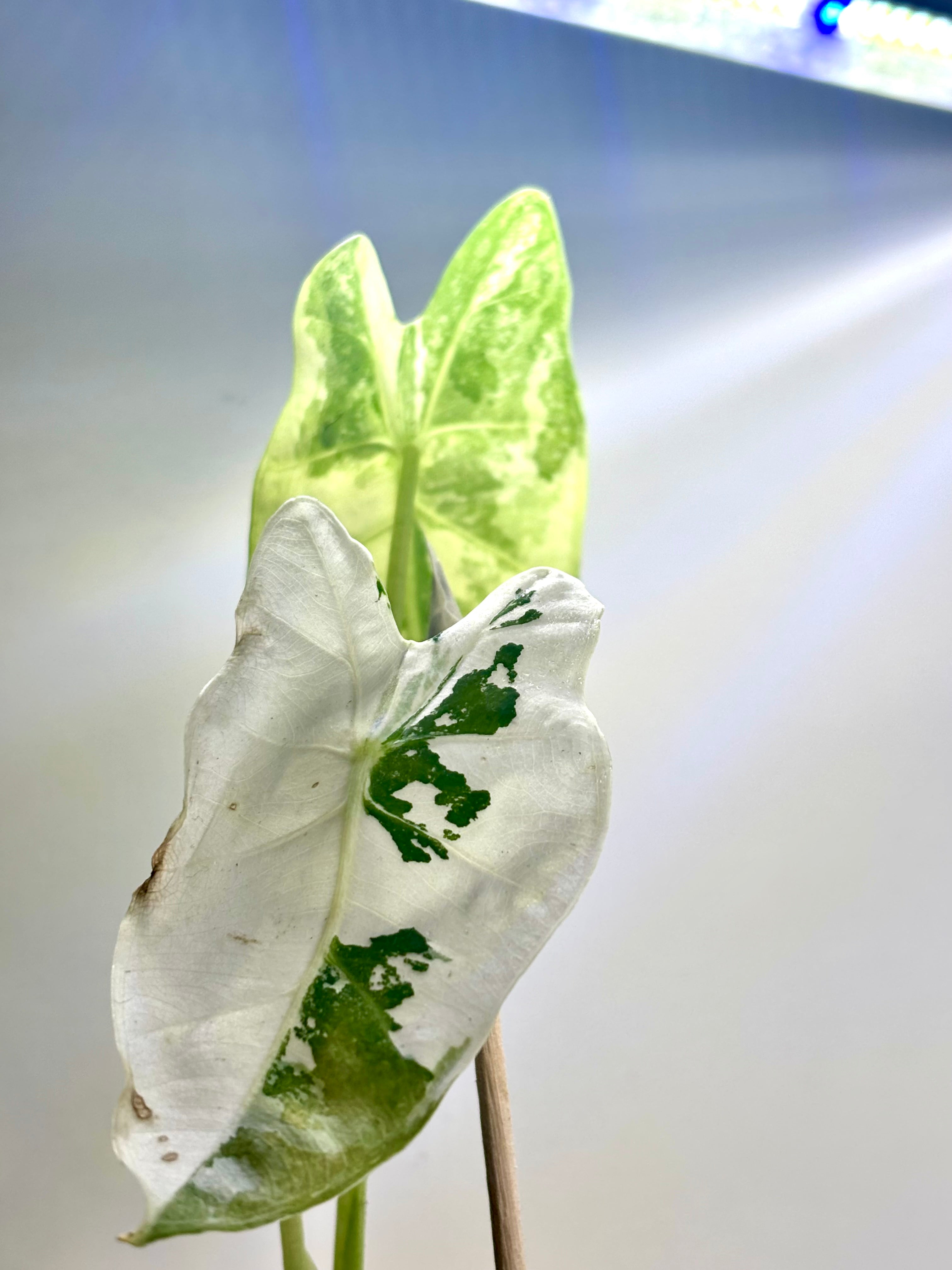 Alocasia micholitziana ‘Frydek’ Variegata | Variegata entwickelt sich | entscheidendes 3. Blatt kommt noch