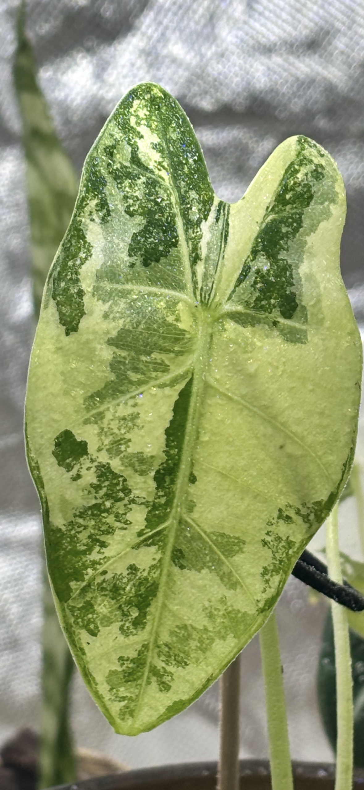 Alocasia micholitziana ‘Frydek’ Variegata | Variegata entwickelt sich | entscheidendes 3. Blatt kommt noch