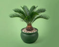 Cycas revoluta Palmfarn - Urzeitpflanze mit palmenartiger Blattkrone
