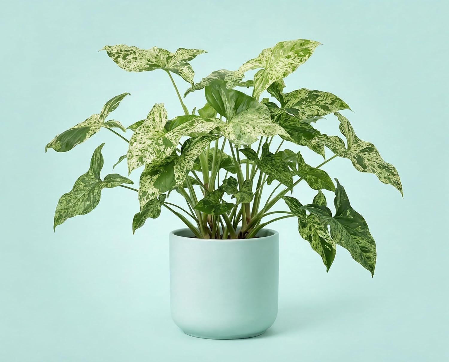 Syngonium Mottled - Panaschierte Kletterpflanze mit variabler Weiß-Grün Musterung