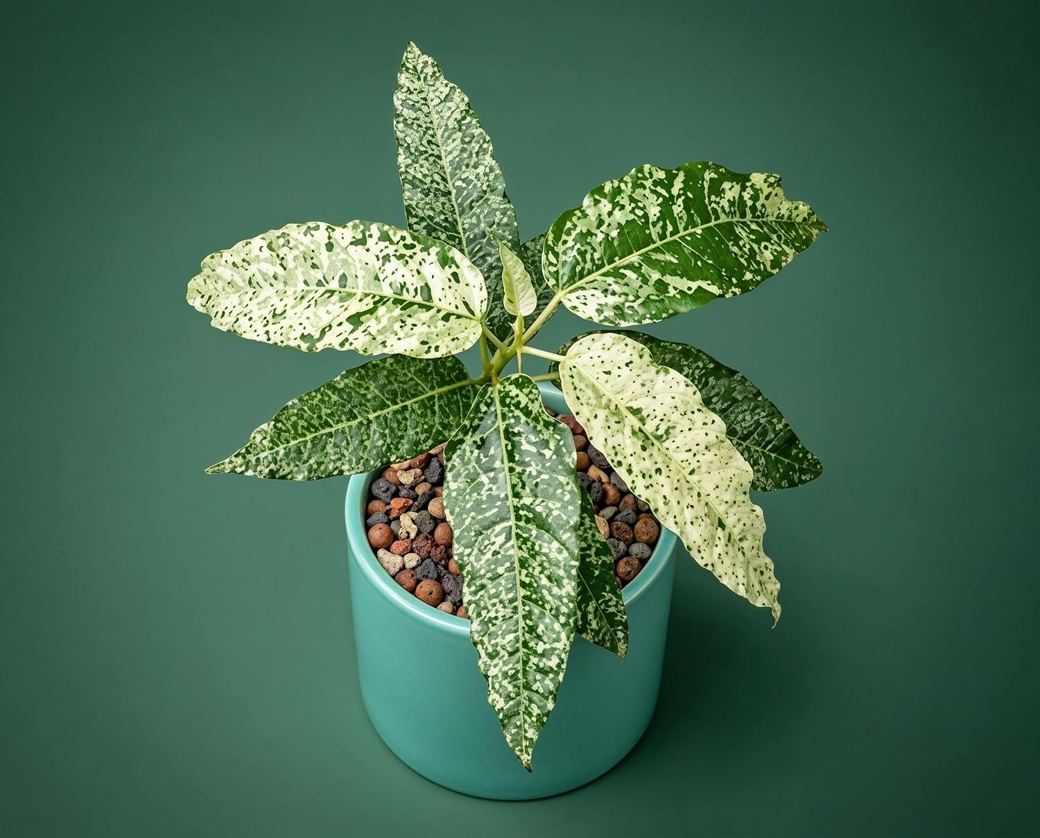 Ficus Snowstorm - seltene panaschierte Zimmerpflanze mit weiß-grünem Schneesturm-Muster