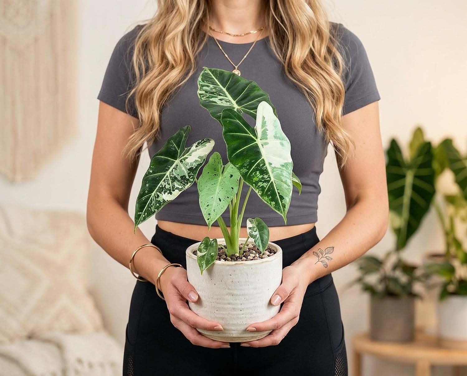 Alocasia Frydek Variegata - Handgezogene Jungpflanze