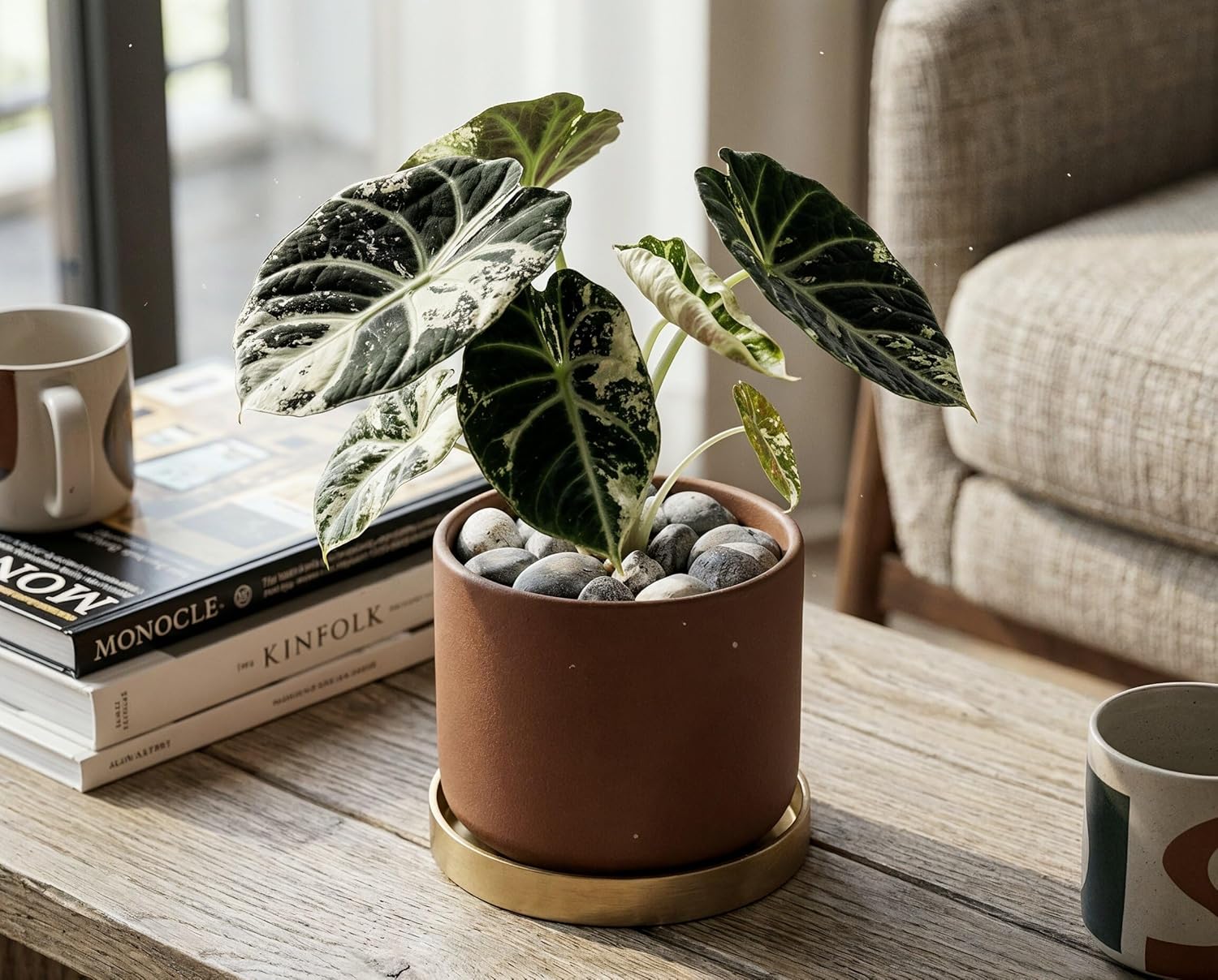 Alocasia Ninja Variegata - panaschierte Zimmerpflanze mit samtschwarzen Blättern