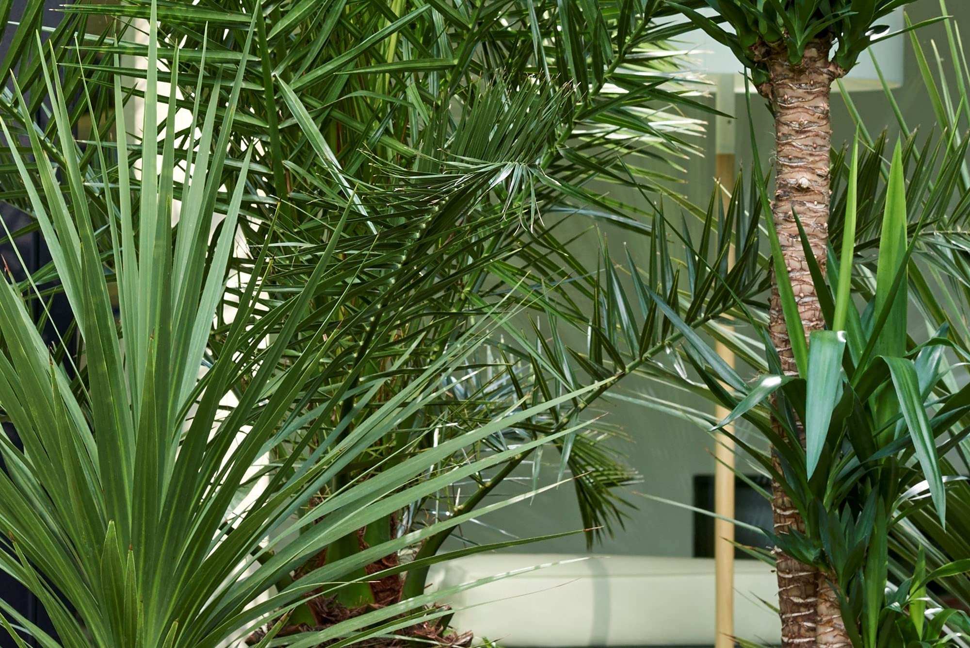 Phoenix Canariensis - Kanarische Dattelpalme