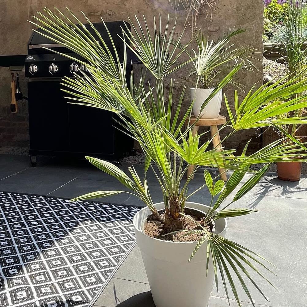 Washingtonia Robusta - Mexikanische Fächerpalme