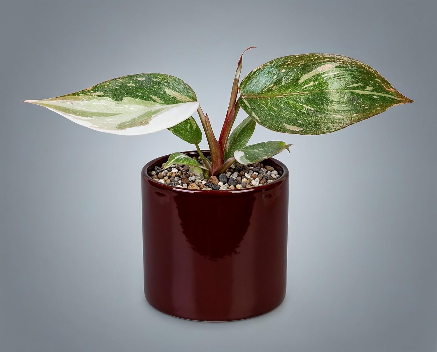 Philodendron Red Anderson Zimmerpflanze Variegata - Seltener panaschierter Sammler-Kultivar mit weiß-grünen Blättern & magentaroten Blattstielen