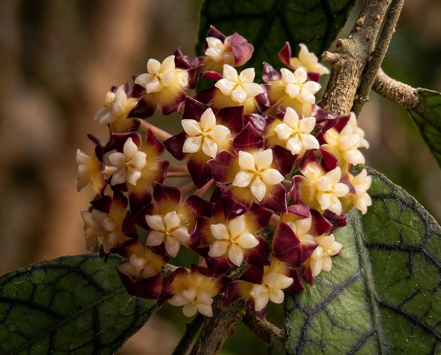 Hoya callistophylla Black Cat - seltene Hoya mit fast schwarzem Adernetz