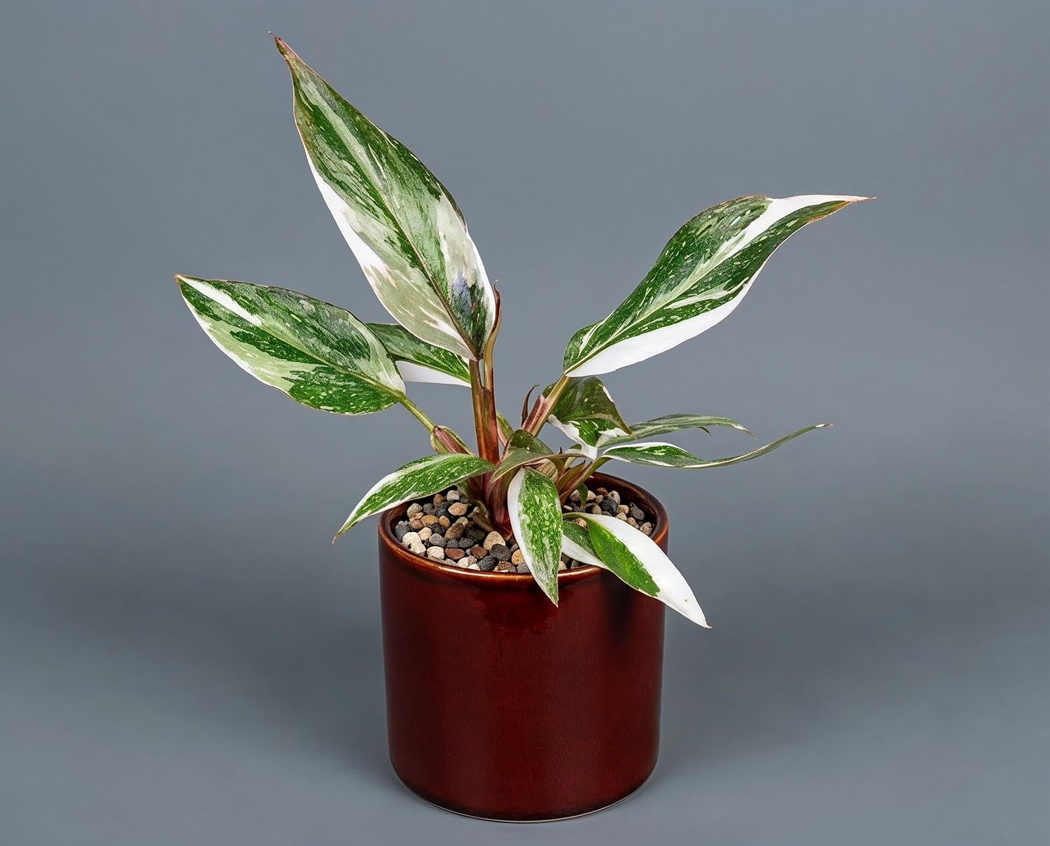 Philodendron Red Anderson Zimmerpflanze Variegata - Seltener panaschierter Sammler-Kultivar mit weiß-grünen Blättern & magentaroten Blattstielen