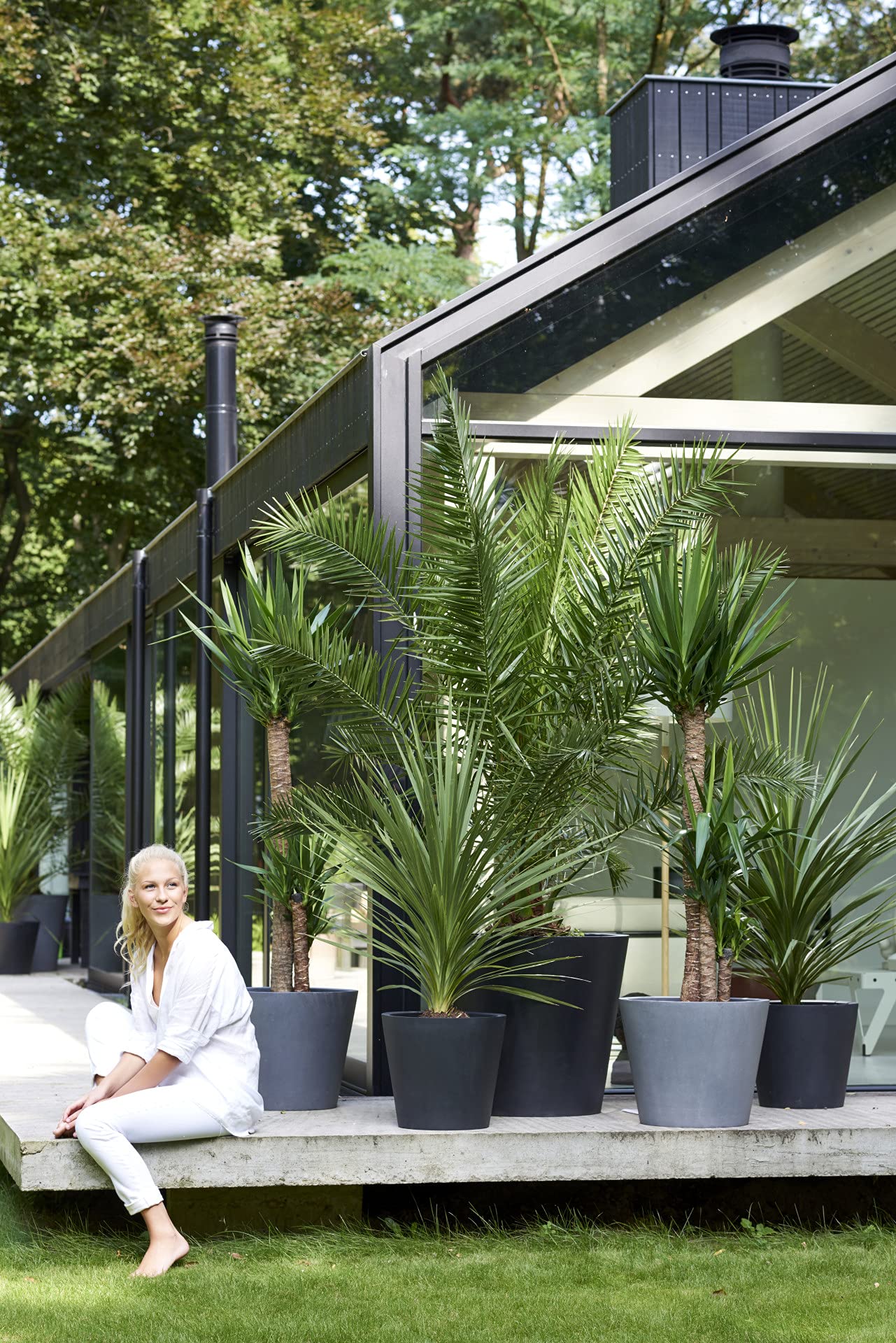 Phoenix Canariensis - Kanarische Dattelpalme