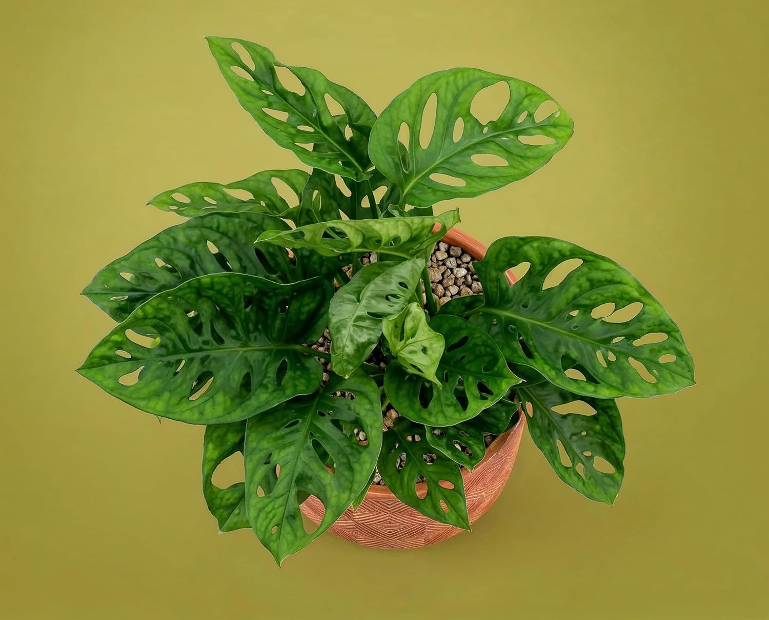 Monstera obliqua - Zimmerpflanze mit extrem gelochten Blättern