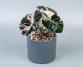 Alocasia Black Velvet Pink Variegata - panaschierte Zimmerpflanze mit samtschwarzen Blättern & rosa Muster