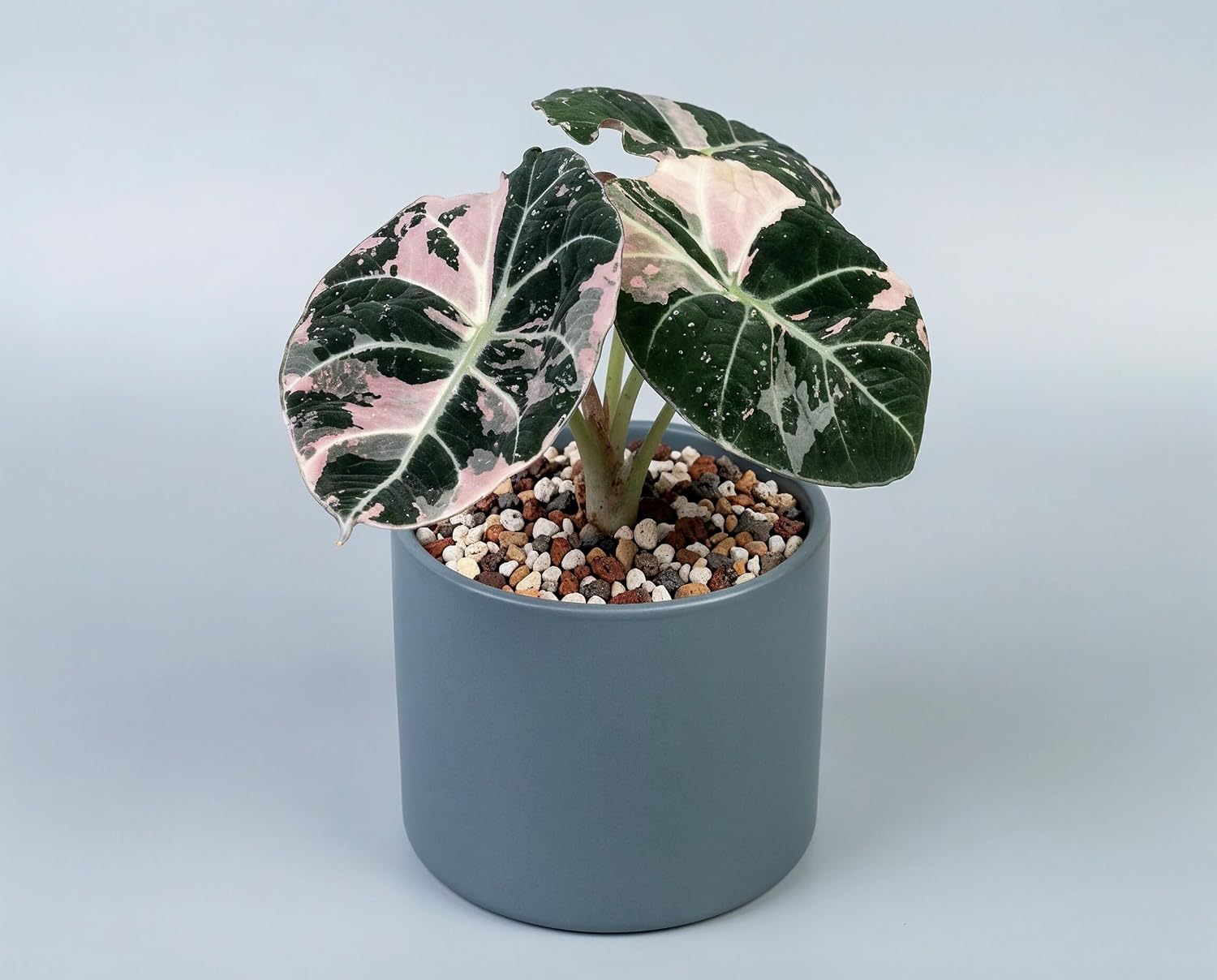 Alocasia Black Velvet Pink Variegata - panaschierte Zimmerpflanze mit samtschwarzen Blättern & rosa Muster