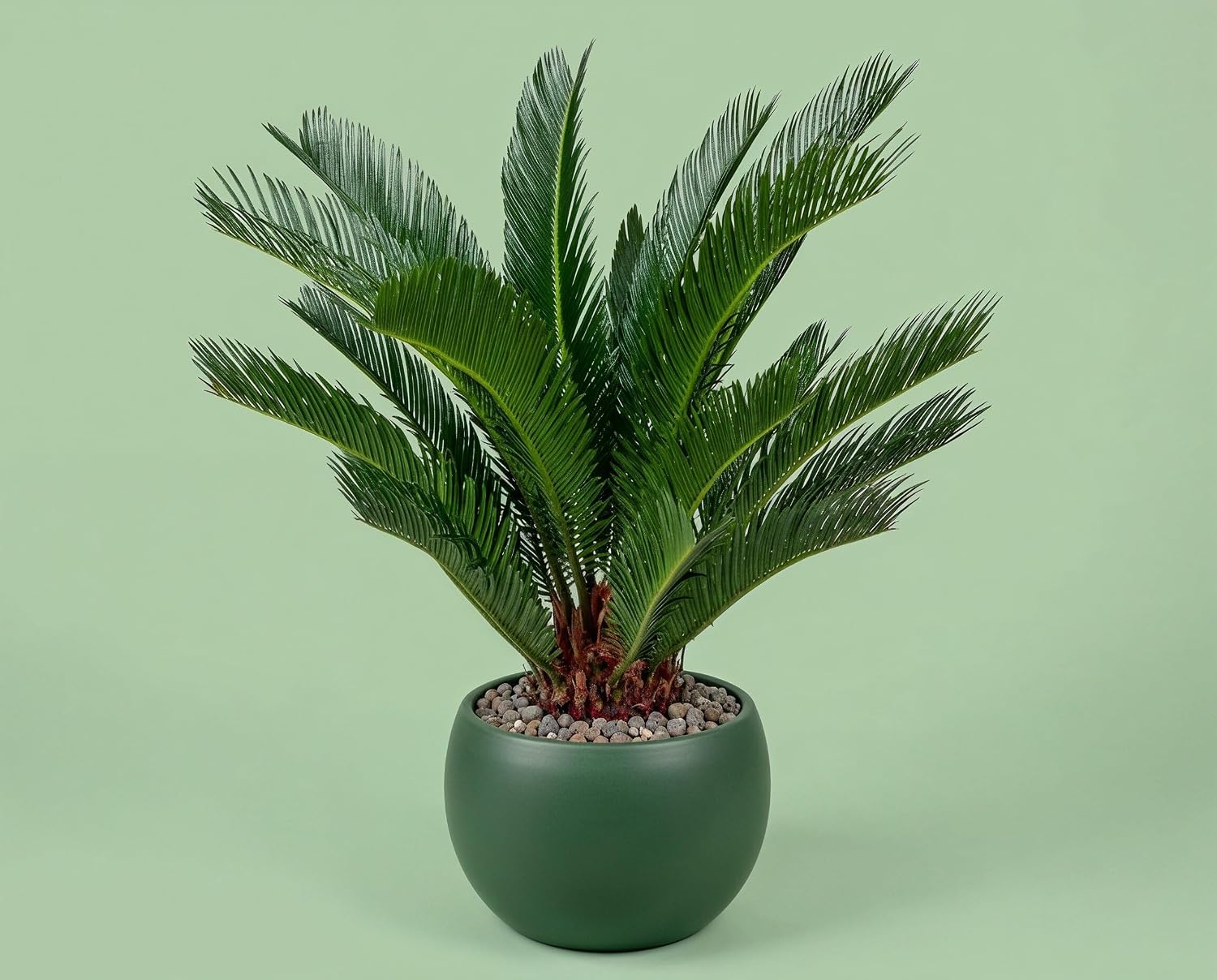 Cycas revoluta Palmfarn - Urzeitpflanze mit palmenartiger Blattkrone