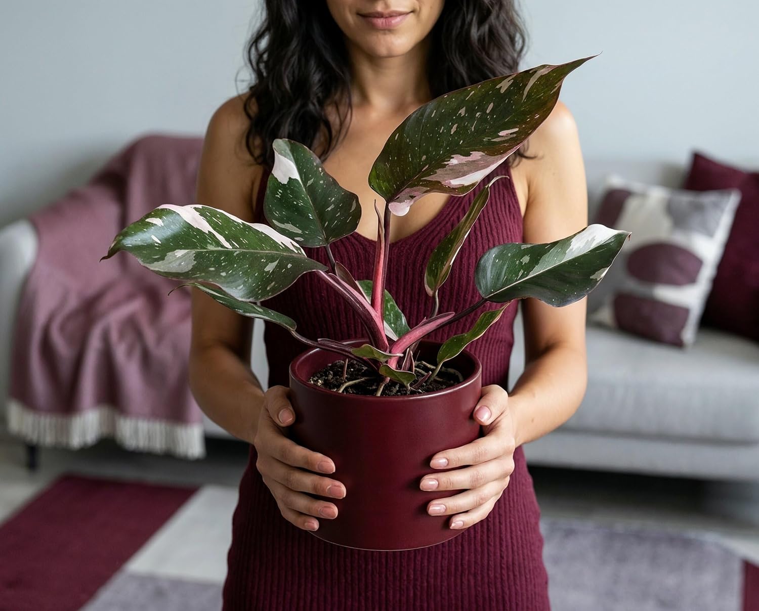 Philodendron Red Anderson Zimmerpflanze Variegata - Seltener panaschierter Sammler-Kultivar mit weiß-grünen Blättern & magentaroten Blattstielen