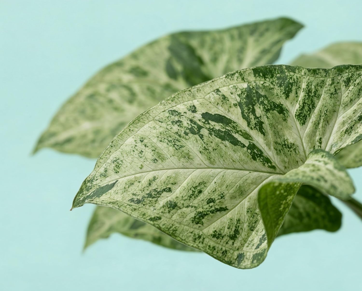 Syngonium Mottled - Panaschierte Kletterpflanze mit variabler Weiß-Grün Musterung
