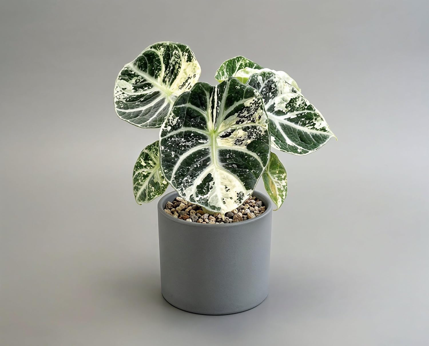 Alocasia Ninja Variegata - panaschierte Zimmerpflanze mit samtschwarzen Blättern