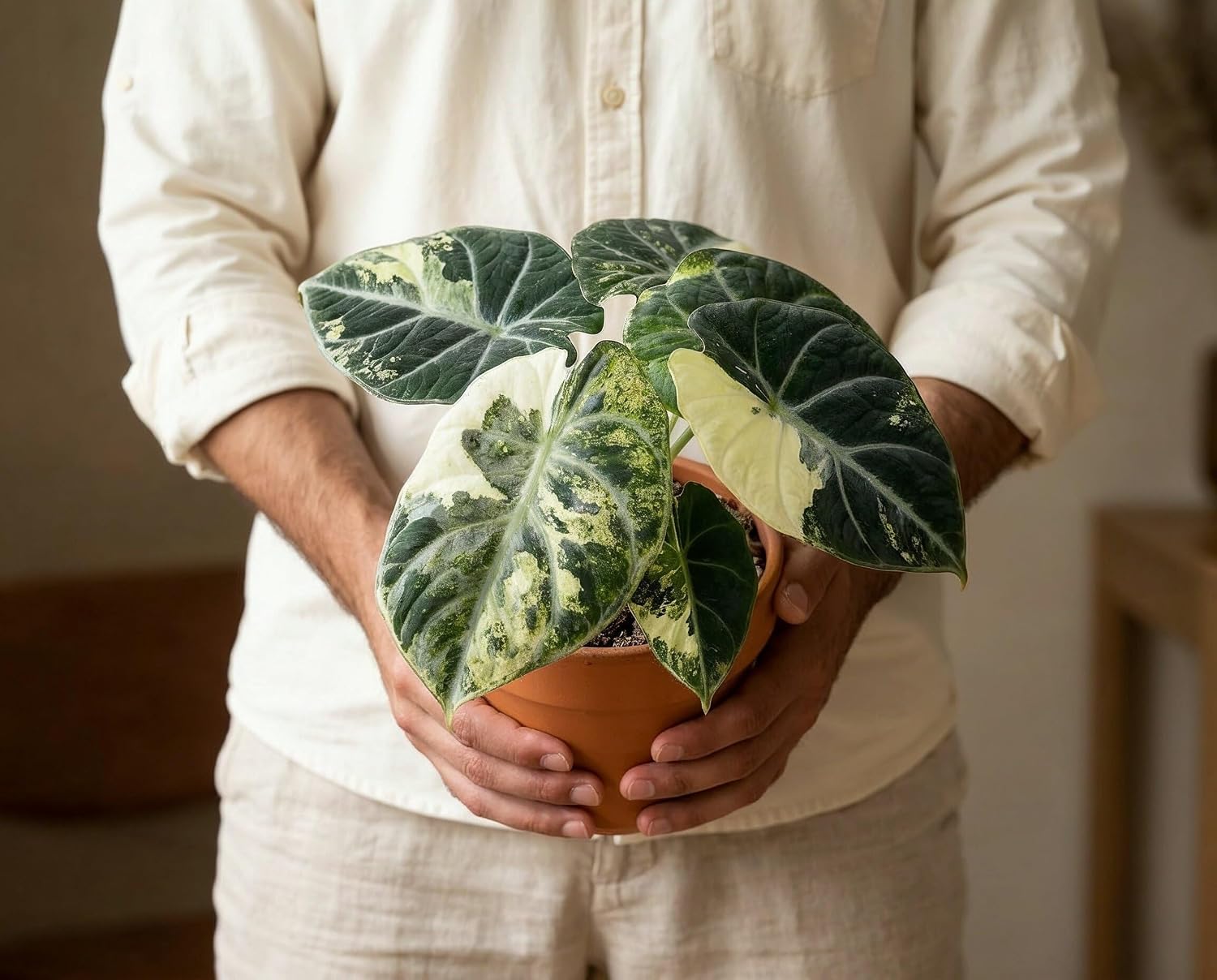 Alocasia Ninja Variegata - panaschierte Zimmerpflanze mit samtschwarzen Blättern