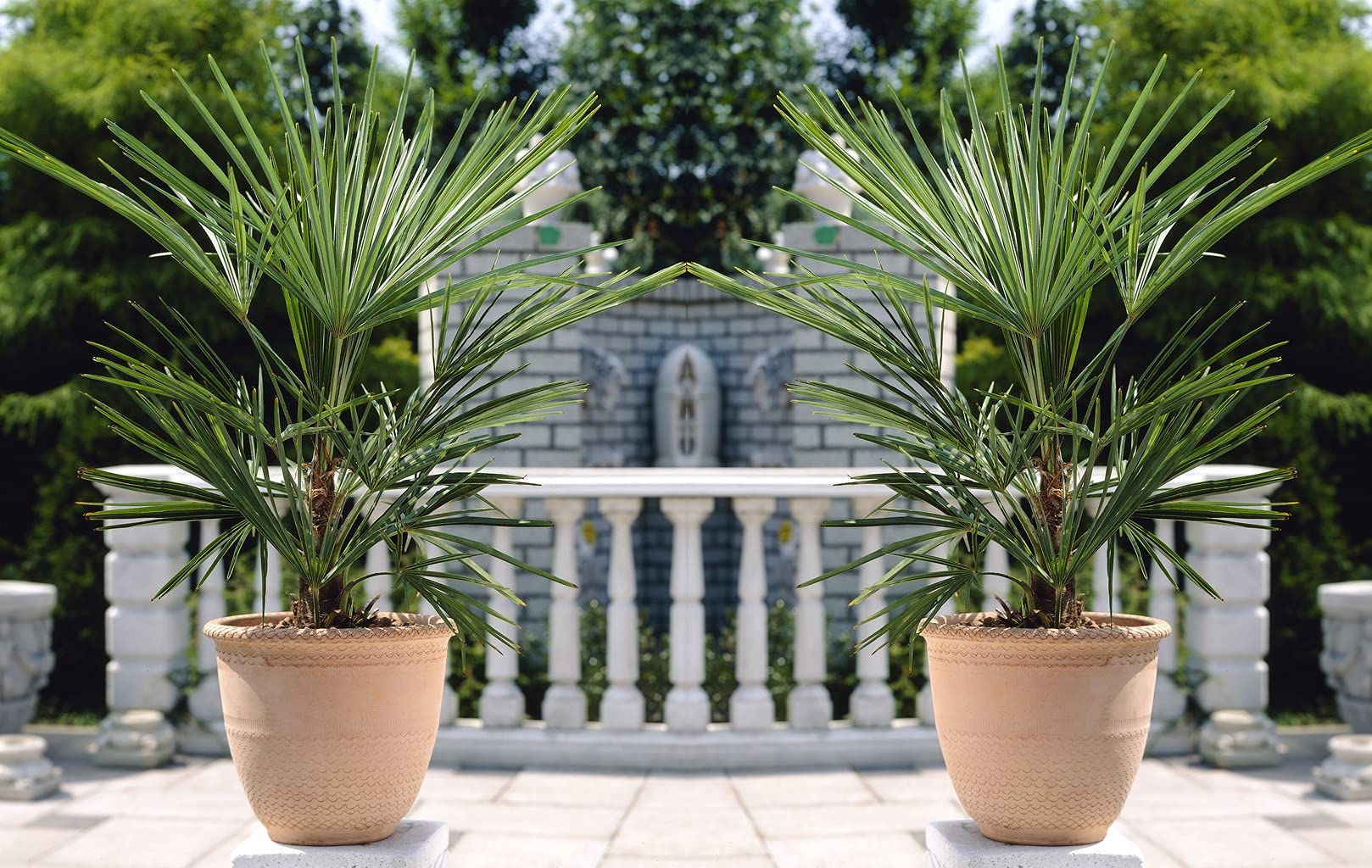 Washingtonia Robusta - Mexikanische Fächerpalme
