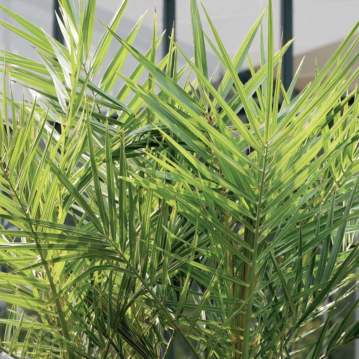 Phoenix Canariensis - Kanarische Dattelpalme