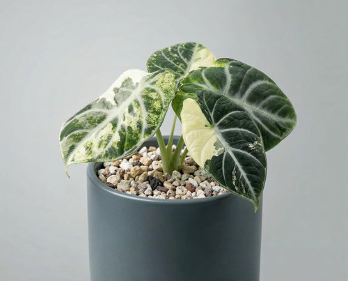 Alocasia Ninja Variegata - panaschierte Zimmerpflanze mit samtschwarzen Blättern