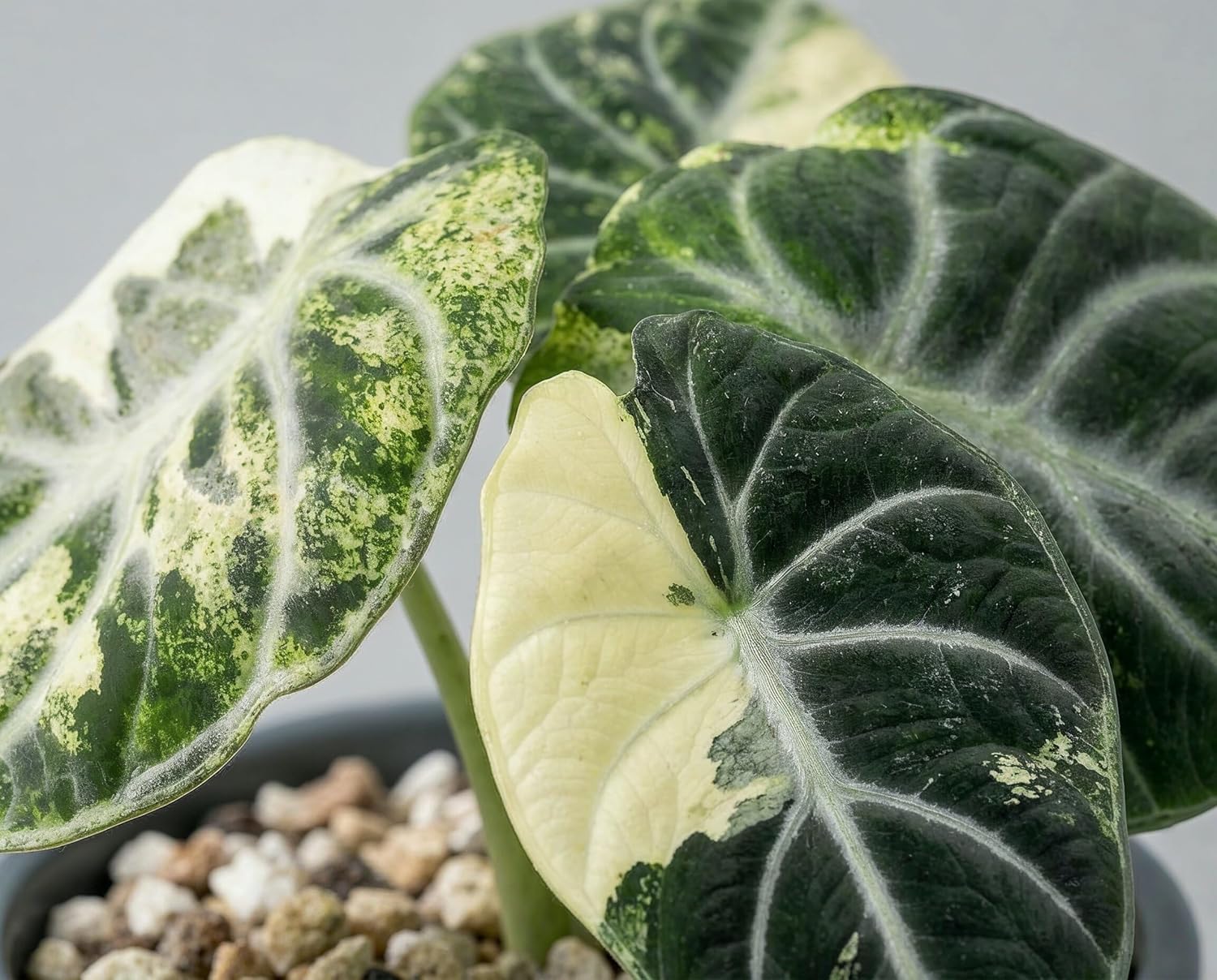 Alocasia Ninja Variegata - panaschierte Zimmerpflanze mit samtschwarzen Blättern