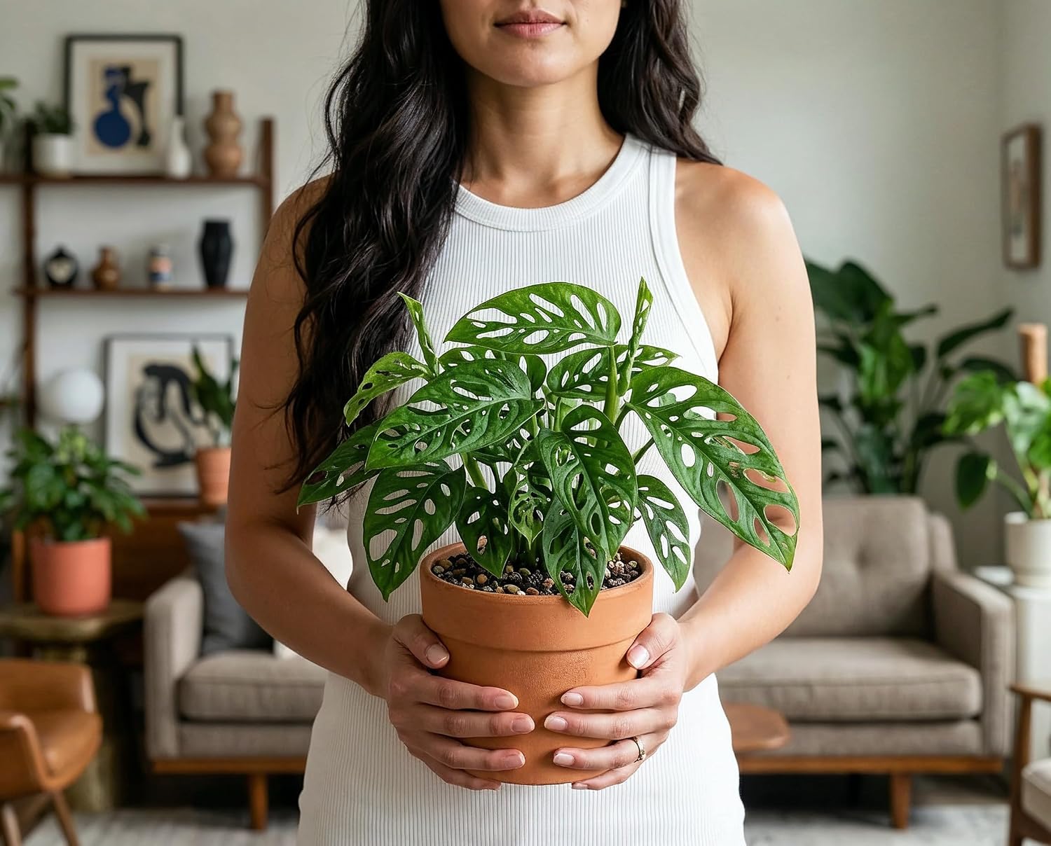 Monstera obliqua - Zimmerpflanze mit extrem gelochten Blättern