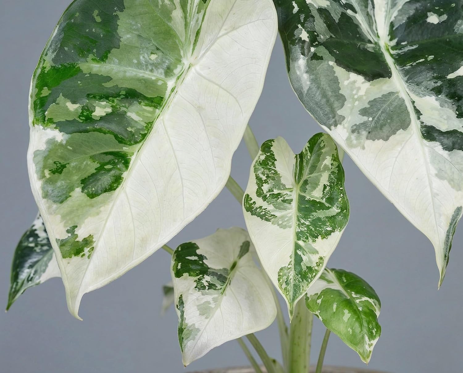 Alocasia Frydek Variegata - Handgezogene Jungpflanze