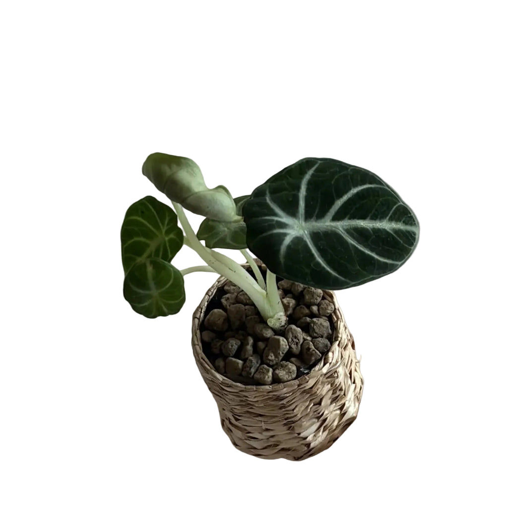 Alocasia Black Velvet – Handgezogene Jungpflanze
