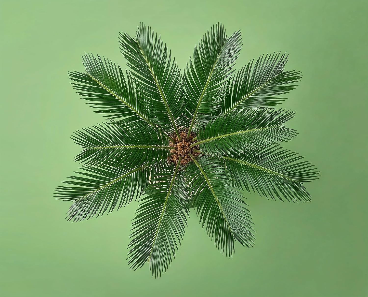 Cycas revoluta Palmfarn - Urzeitpflanze mit palmenartiger Blattkrone