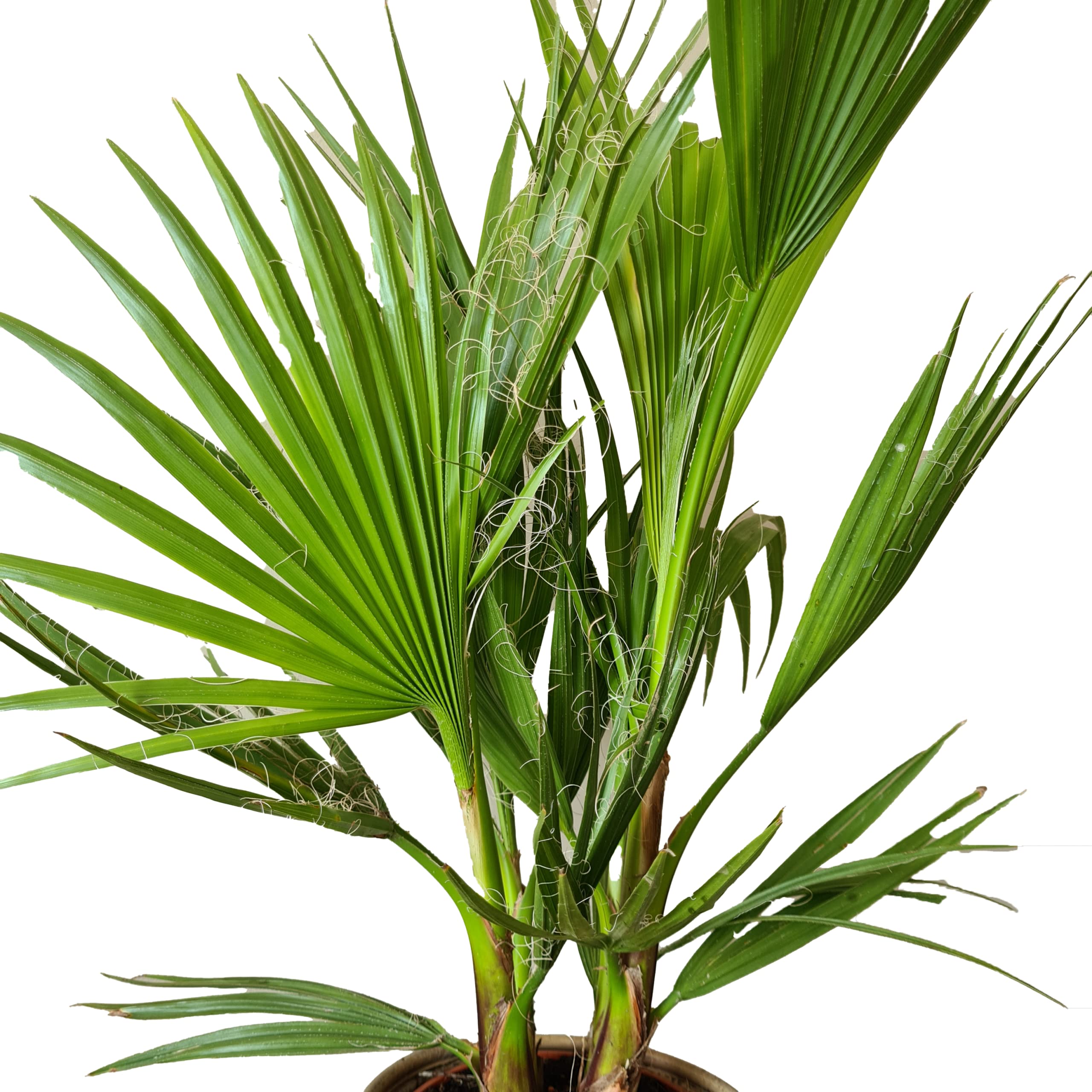 Washingtonia Robusta - Mexikanische Fächerpalme